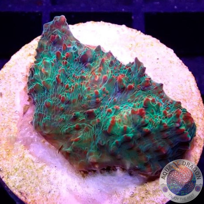 Echinophyllia spp. „Croco Convict“ WYSIWYG „AD Special“