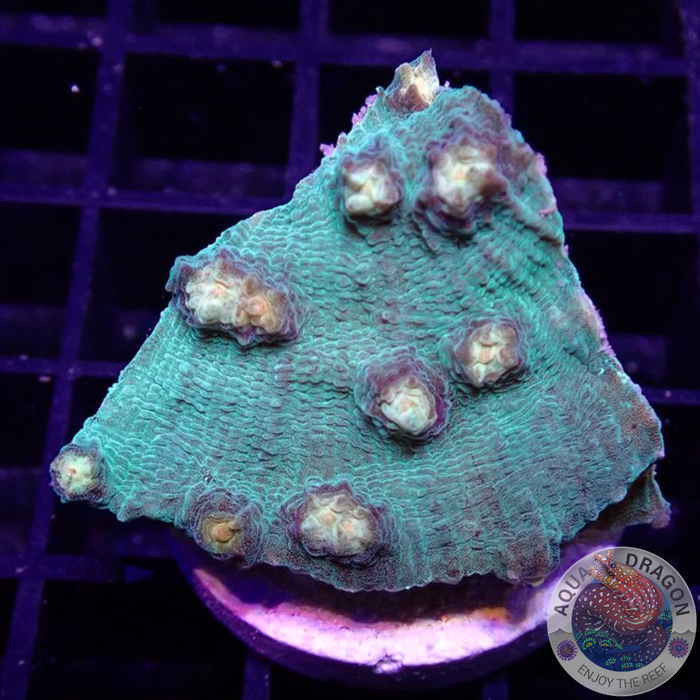 Echinophyllia spp. „Raja“