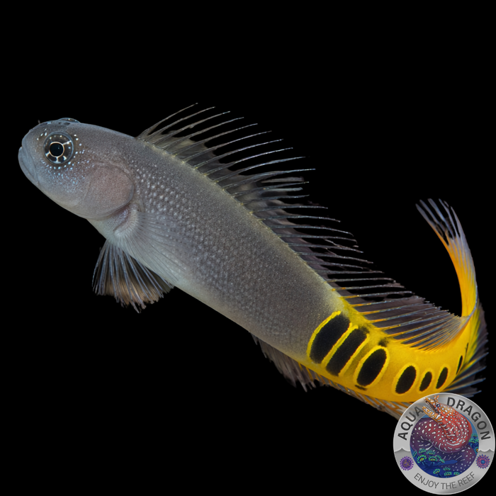 Ecsenius pulcher „Kammzahnschleimfisch“