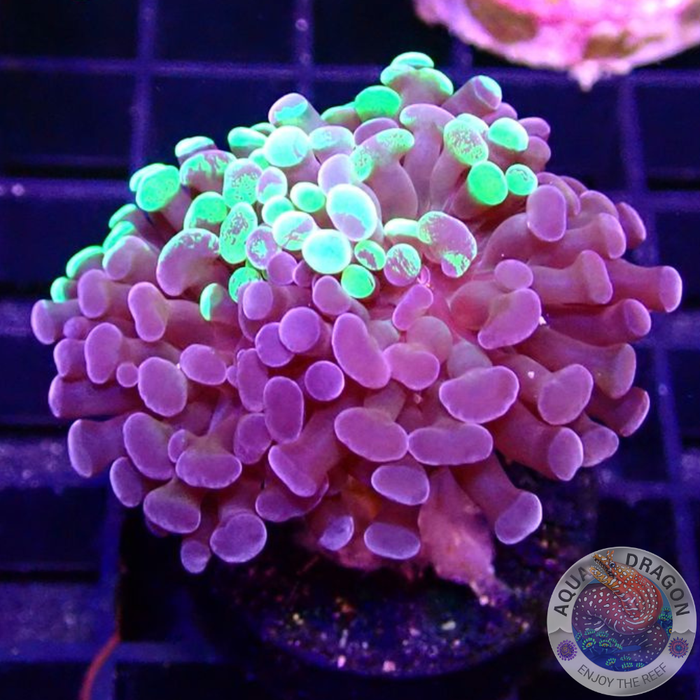 Euphyllia baliensis„Grafted Voodoo“ WYSIWYG „AD Special“