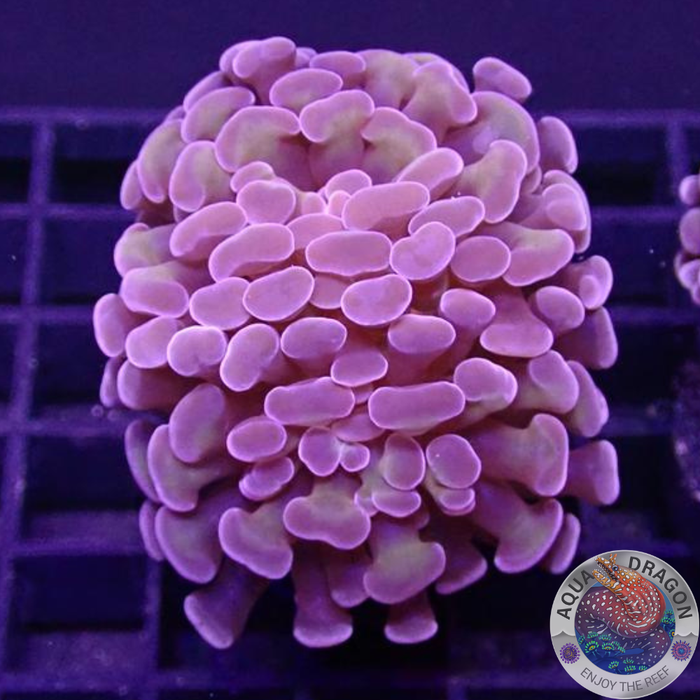Euphyllia spp. „Mystic“ AD Special