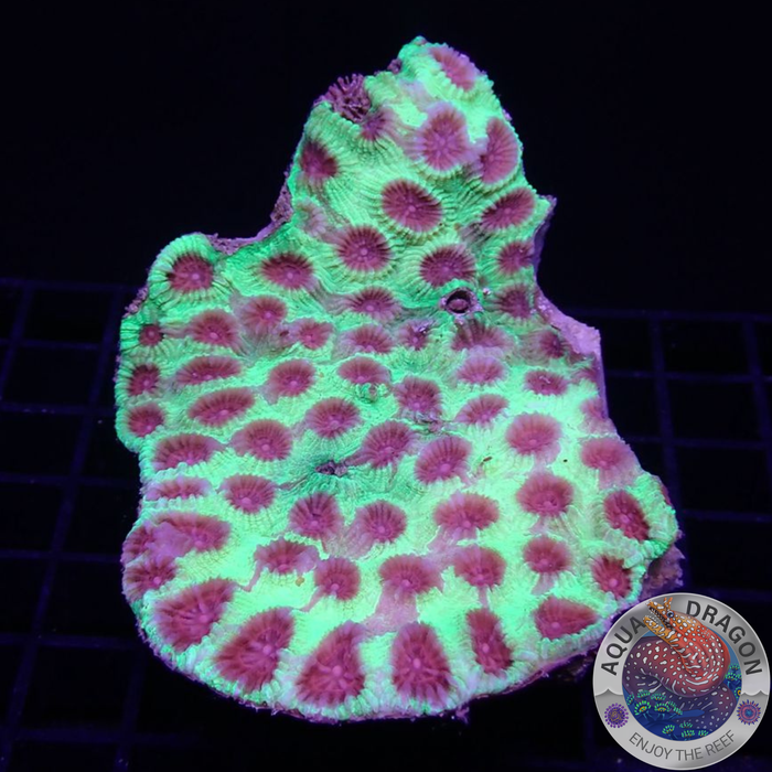 Favia spp. „Christmas Punch“ WYSIWYG „AD Special“
