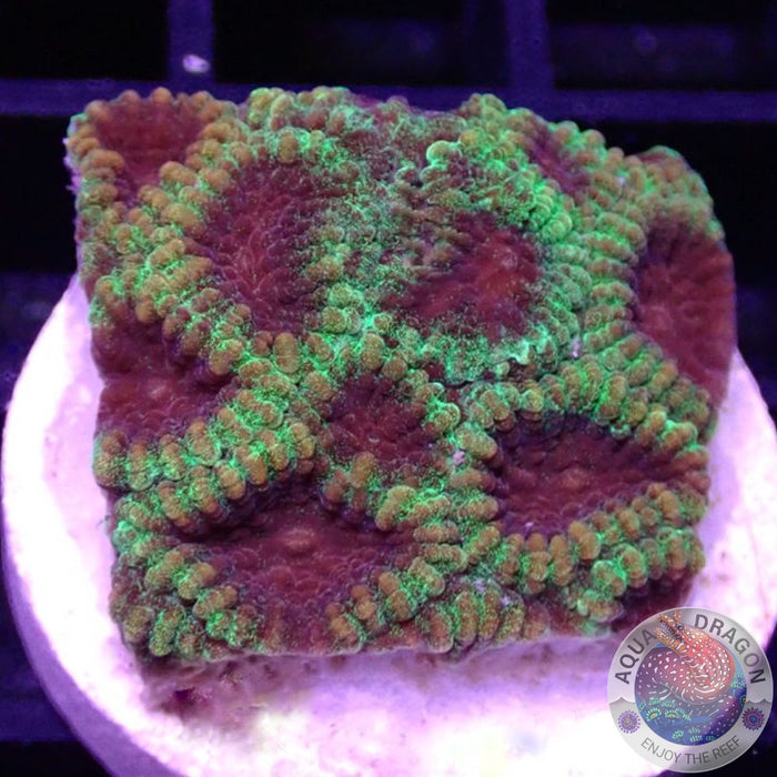 Favia spp. „Prodigy“ AD Special