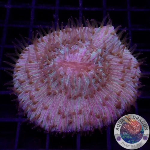 Fungia spp. „Didi“ WYSIWYG