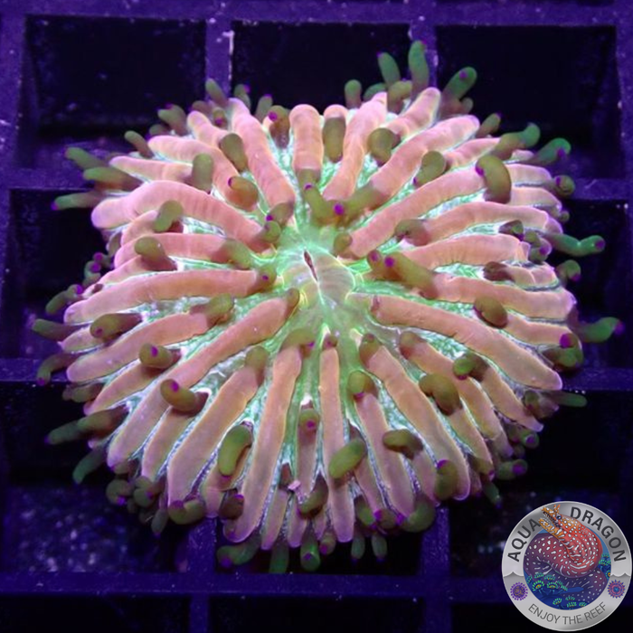 Fungia spp. „Rainbow“ WYSIWYG