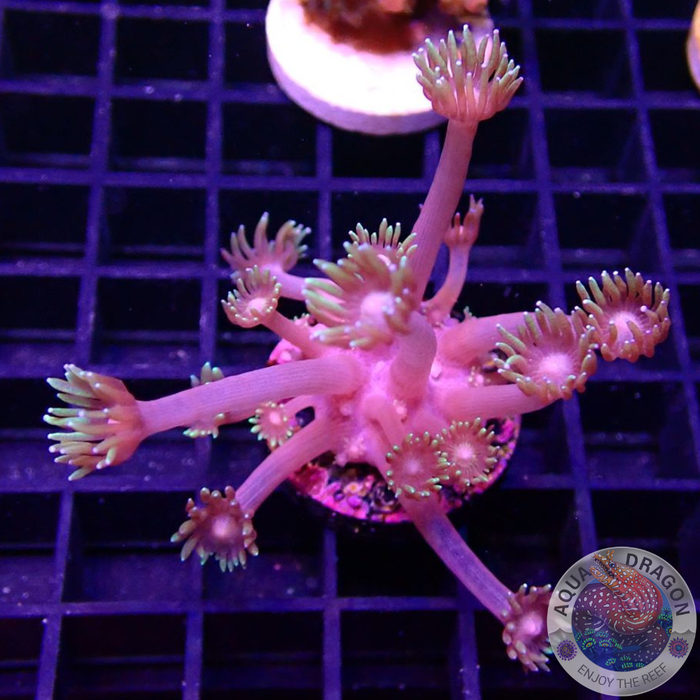 Goniopora spp. „Freaky Flower“ AD Special