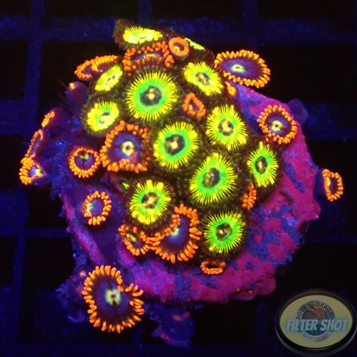 Krustenanemonen „Brazil 🇧🇷 S.Mario“ WYSIWYG