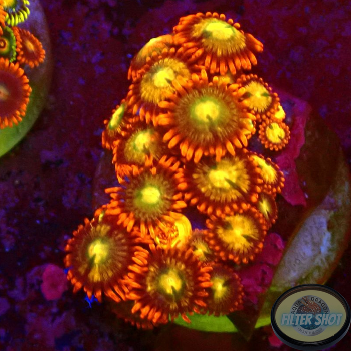 Krustenanemonen „Choco Orange“ WYSIWYG