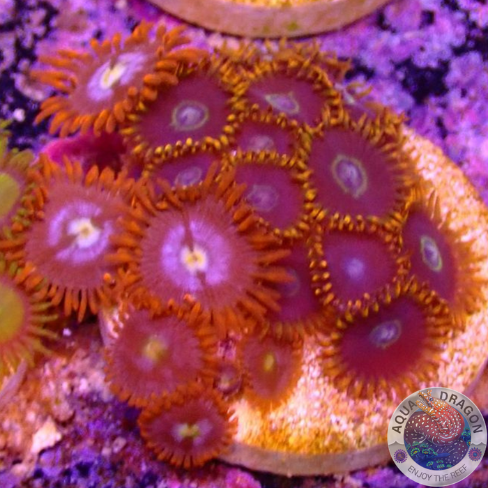 Krustenanemonen „Fire Hornet“ WYSIWYG