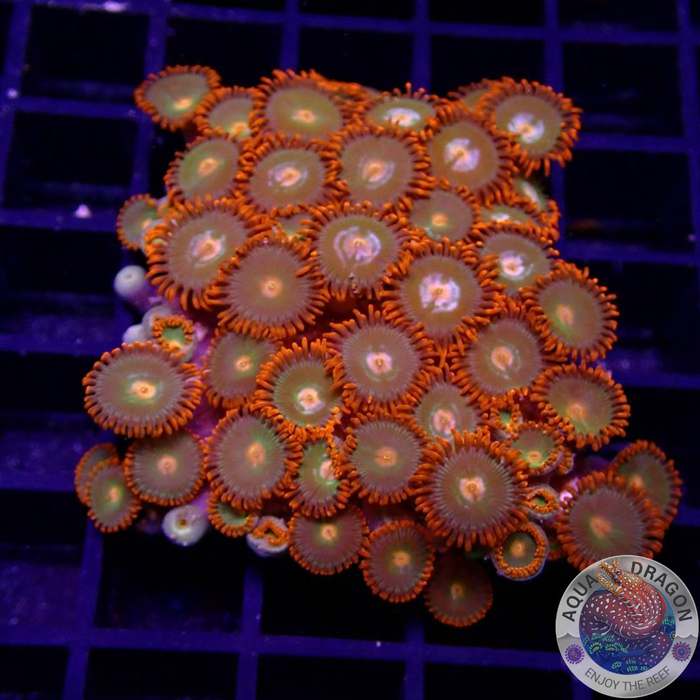 Krustenanemonen „Gatorade“