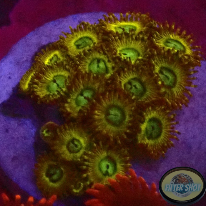 Krustenanemonen „Pikachu“ WYSIWYG „AD Special“