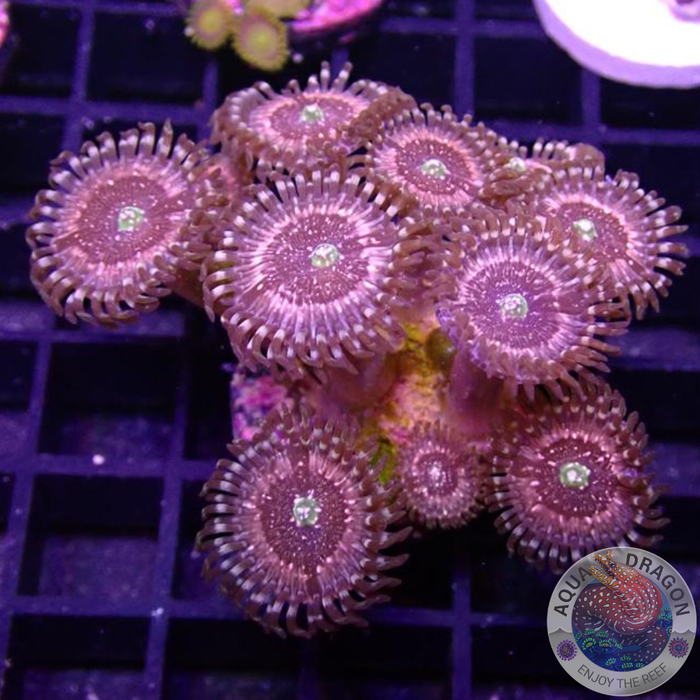 Krustenanemonen „Pink Zipper“ WYSIWYG