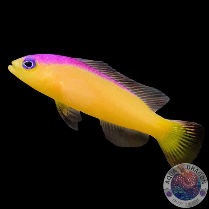 Pictichromis diadema „Diadem-Zwergbarsch“