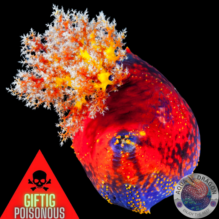 Pseudocolochirus violaceus „Bunter Seeapfel“
