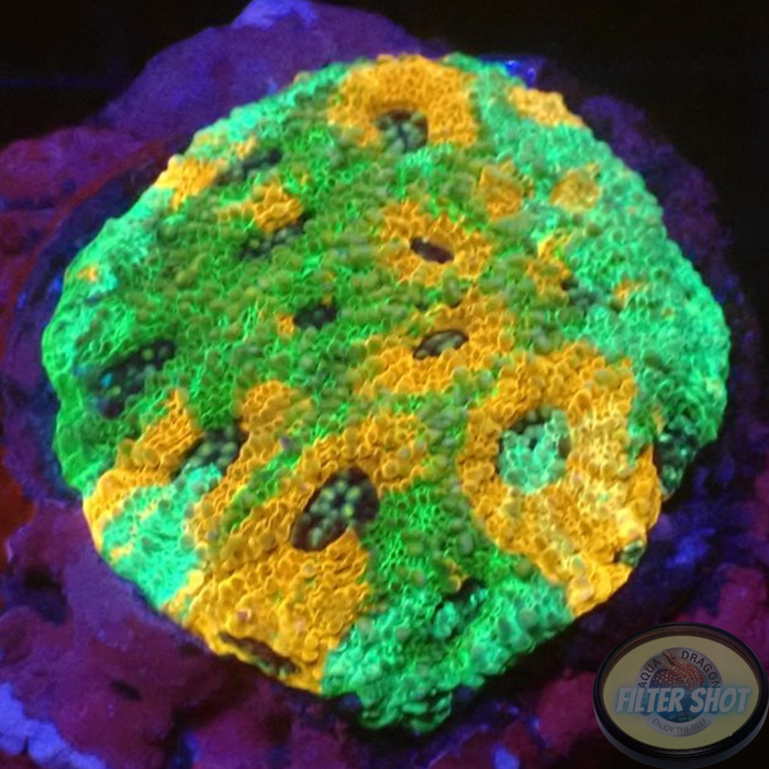 Acanthastrea echinata „Turtle Ninja“ WYSIWYG „AD Special“