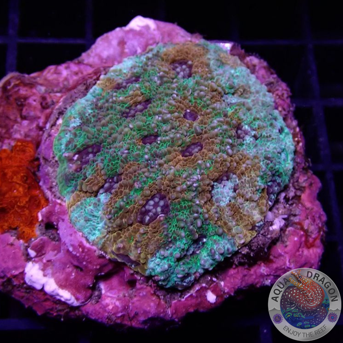 Acanthastrea echinata „Turtle Ninja“ WYSIWYG „AD Special“