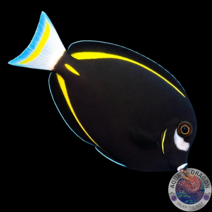 Acanthurus nigricans „Samtdoktorfisch“