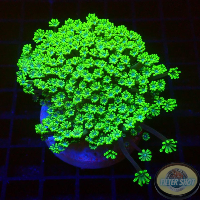Alveopora minuta „Baby Flower“