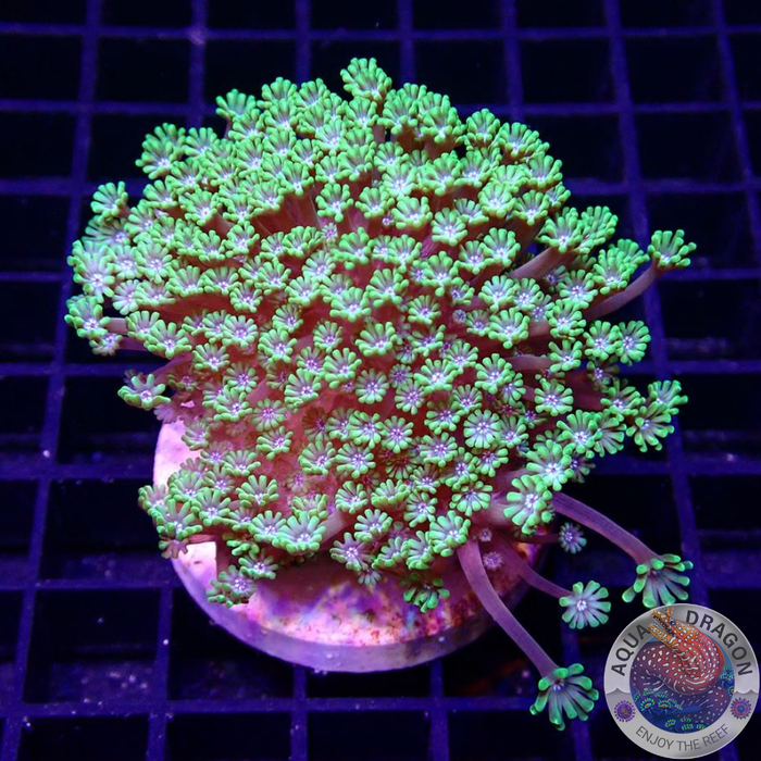 Alveopora minuta „Baby Flower“