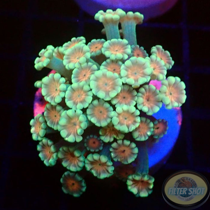 Alveopora spp. „Rose Heart“