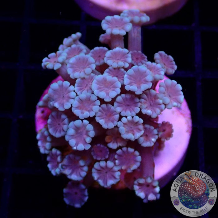 Alveopora spp. „Rose Heart“