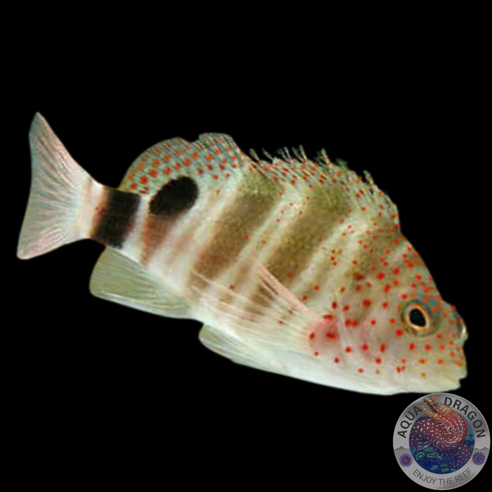 Amblycirrhitus pinos „Karibischer Korallenwächter“