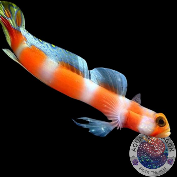 Amblyeleotris aurora „Partner-Grundel“