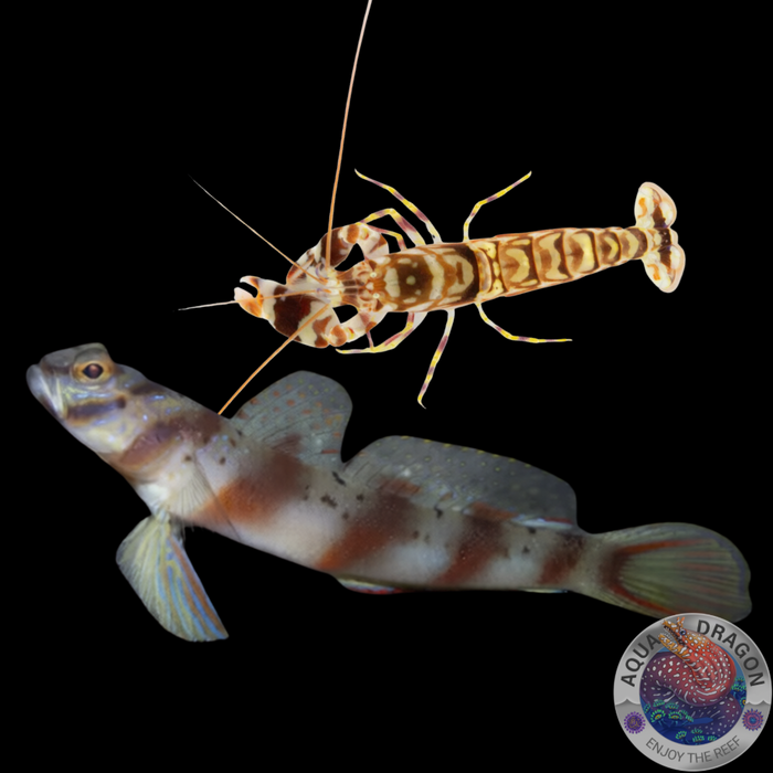 Amblyeleotris diagonalis & A. bellulus