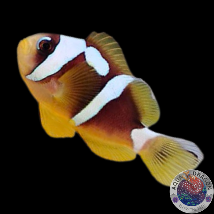 Amphiprion bicinctus "Spotcinctus" Nachzucht