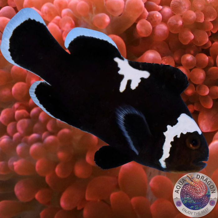 Amphiprion ocellaris „Choco Midnight“ Nachzucht