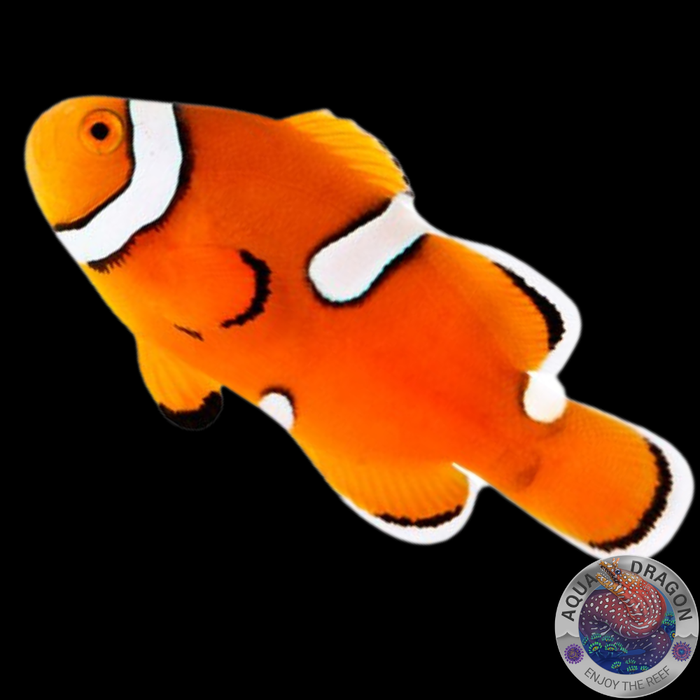 Amphiprion percula "Picasso Misbar"