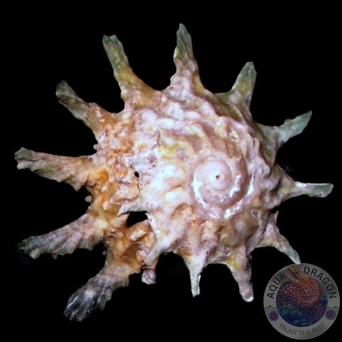 Astralium calcar Sternschnecke XL