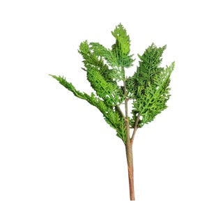 Cedar Branch pick