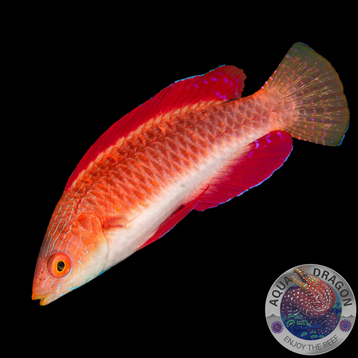 Cirrhilabrus rubripinnis „Rotflossen-Zwerglippfisch“