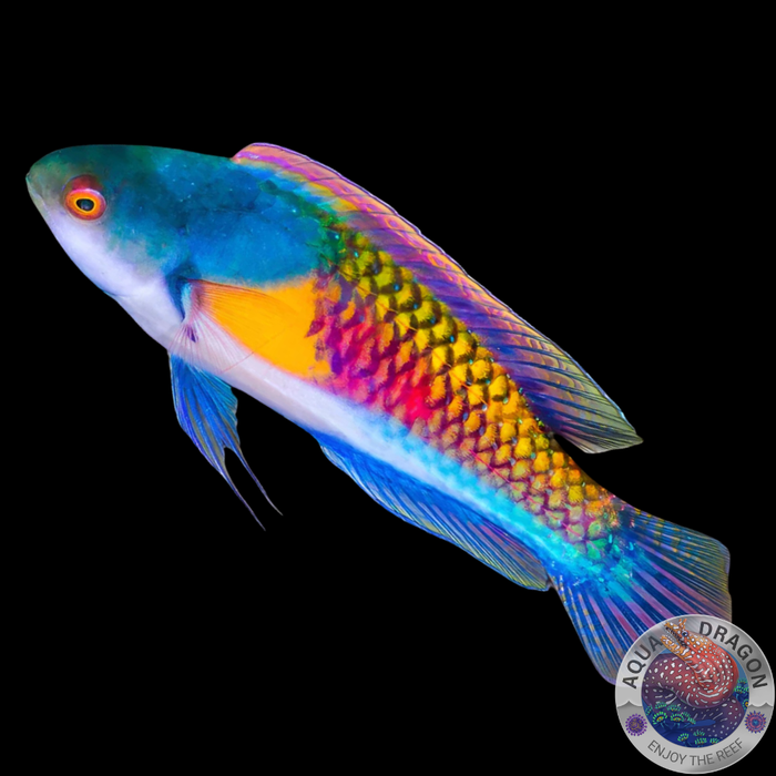 Cirrhilabrus ryukyuensis „Gelbfleck-Zwerglippfisch“