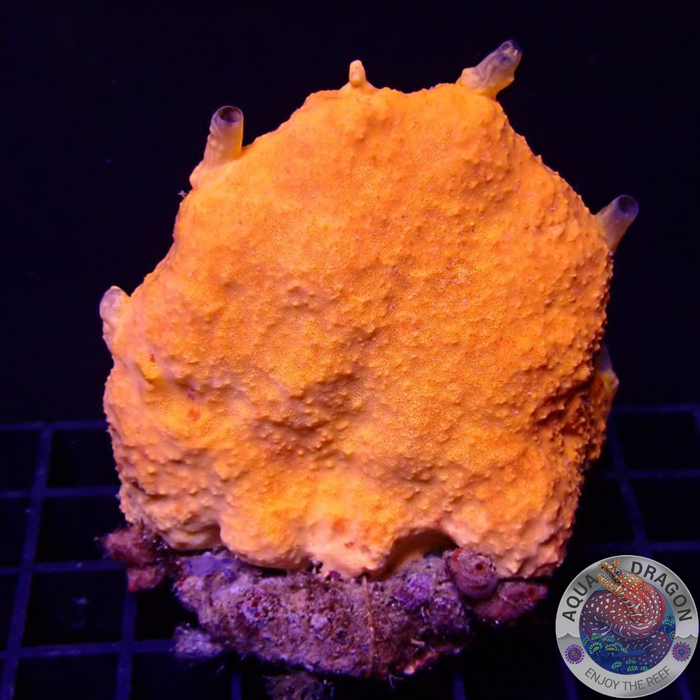 Clathria spp. „Orange Paddle“ WYSIWYG