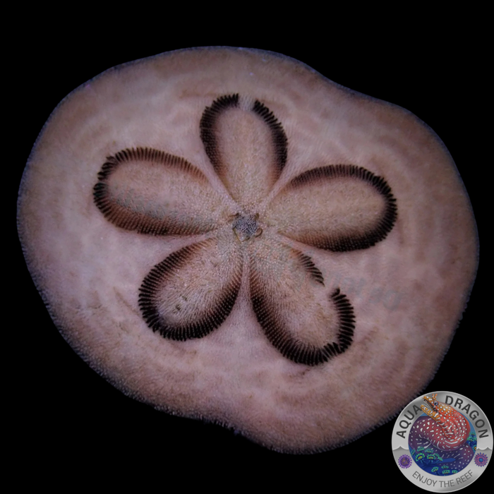 Clypeaster humilis „Sanddollar“