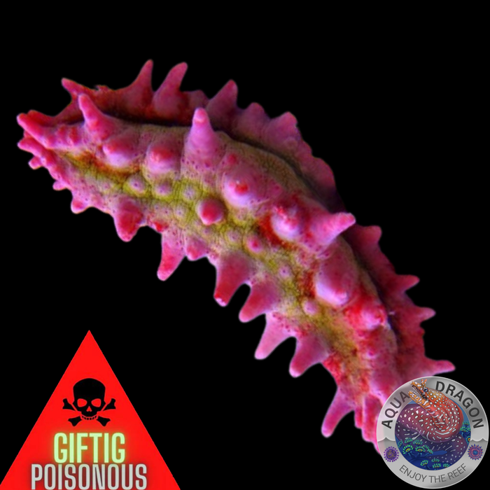 Colochirus crassus „Kleine Warzen-Seewalze“