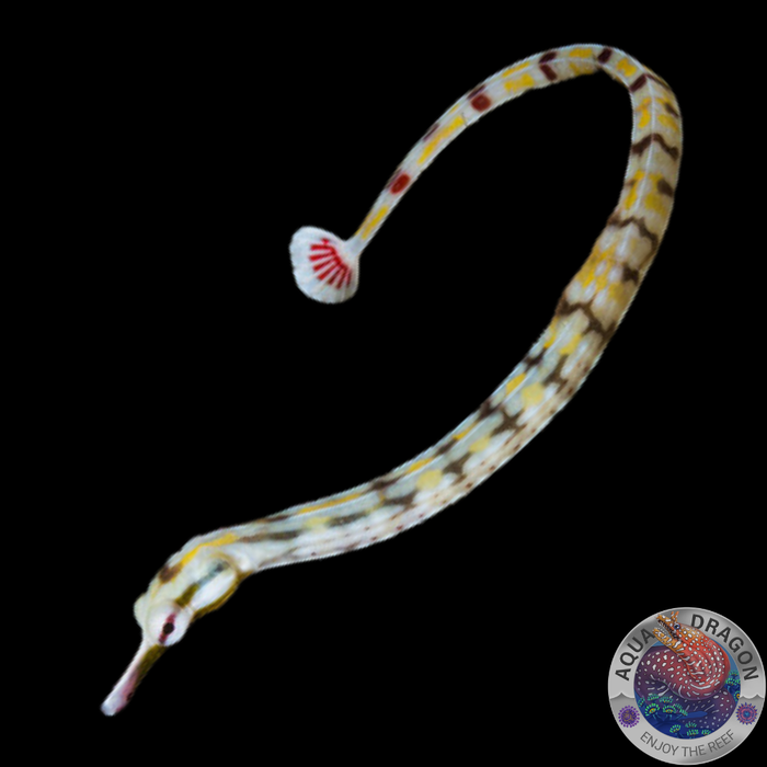 Corythoichthys polynotatus „Gelbpunkt-Seenadel“