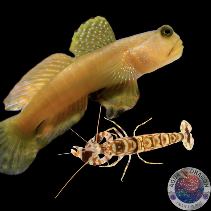Cryptocentrus cinctus/grau-gelb & A. bellulus