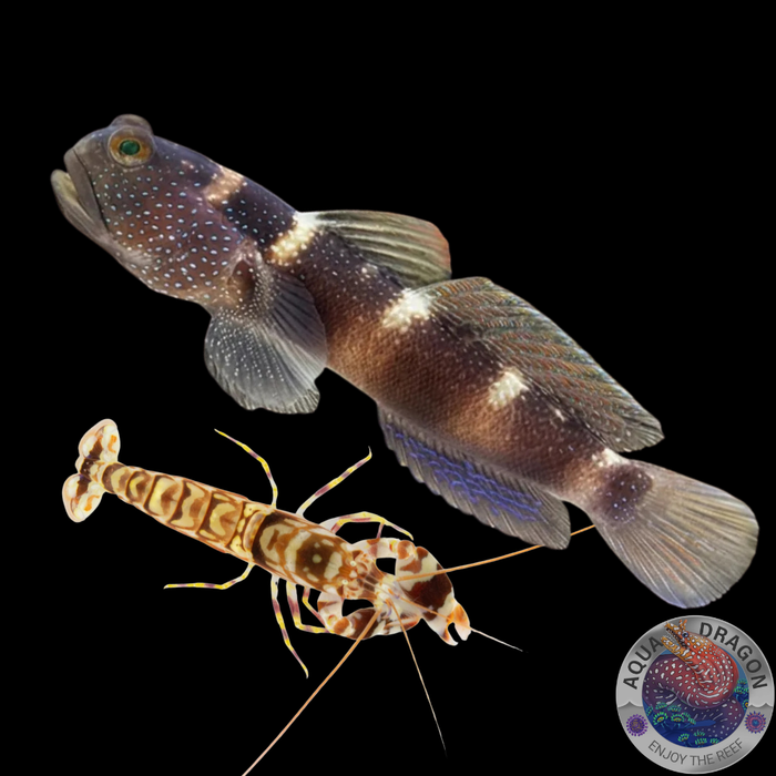 Cryptocentrus fasciatus & A. bellulus