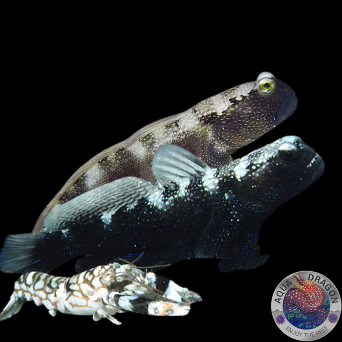 Cryptocentrus fasciatus „Blaupunkt-Wächtergrundel“ Paar & A. Bellulus