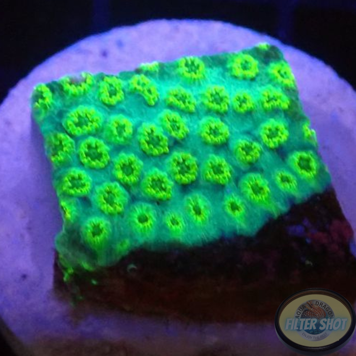 Cyphastrea spp. „Sea Foam“