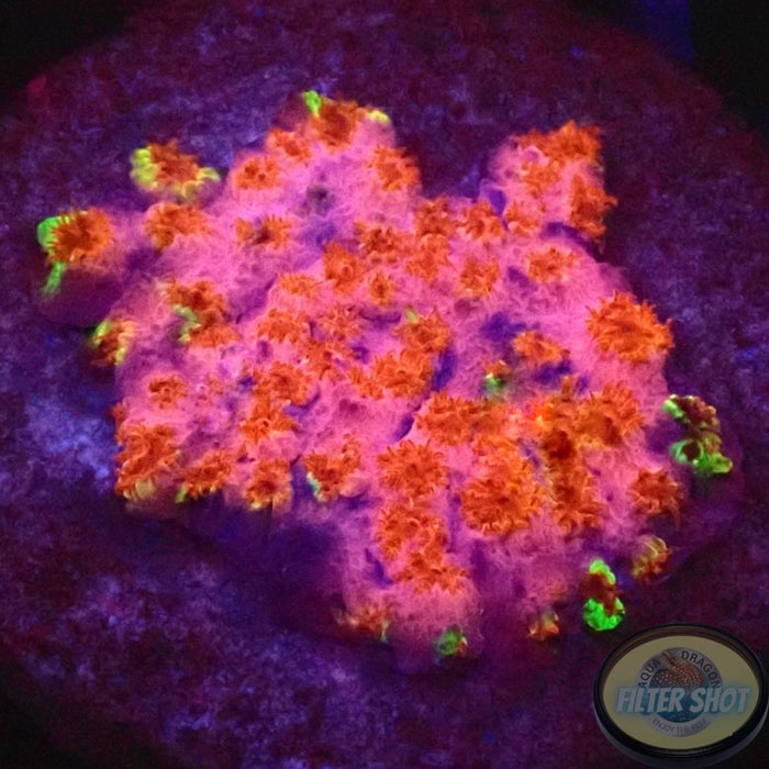 Cyphastrea spp. „Skittles Bomb“ WYSIWYG