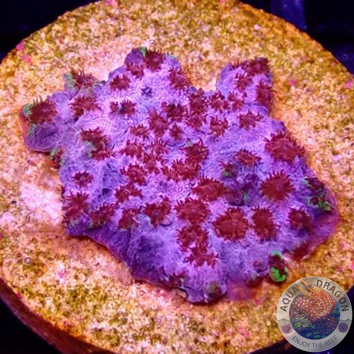 Cyphastrea spp. „Skittles Bomb“ WYSIWYG