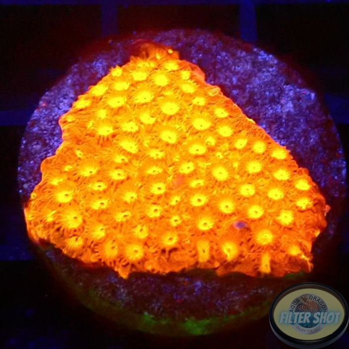Cyphastrea spp. „Volcanic Eruption“