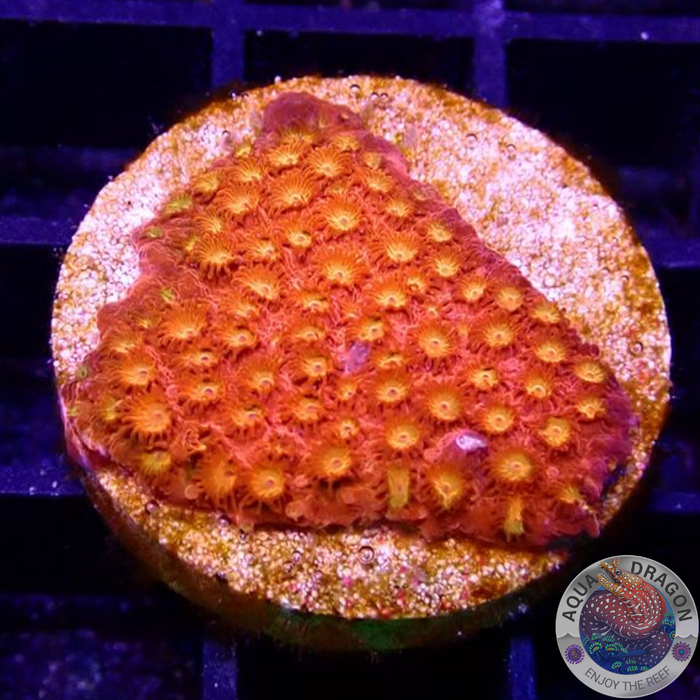 Cyphastrea spp. „Volcanic Eruption“
