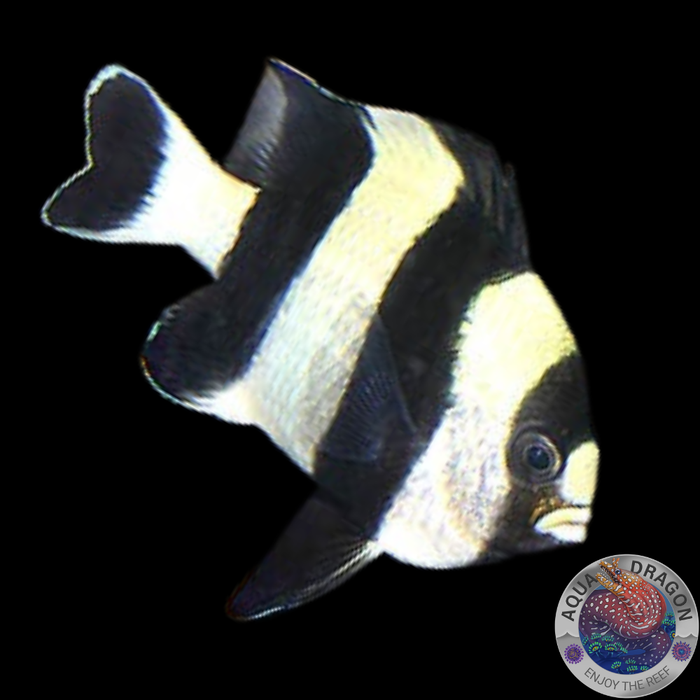 Dascyllus melanurus „Schwarzschwanz-Preussenfisch“