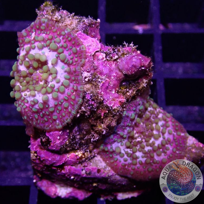 Discosoma spp. „Lava Lamp“ „AD Special“