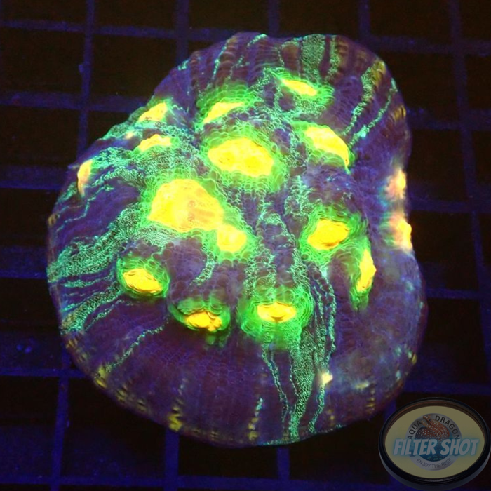 Echinophyllia spp. „Aftershock“
